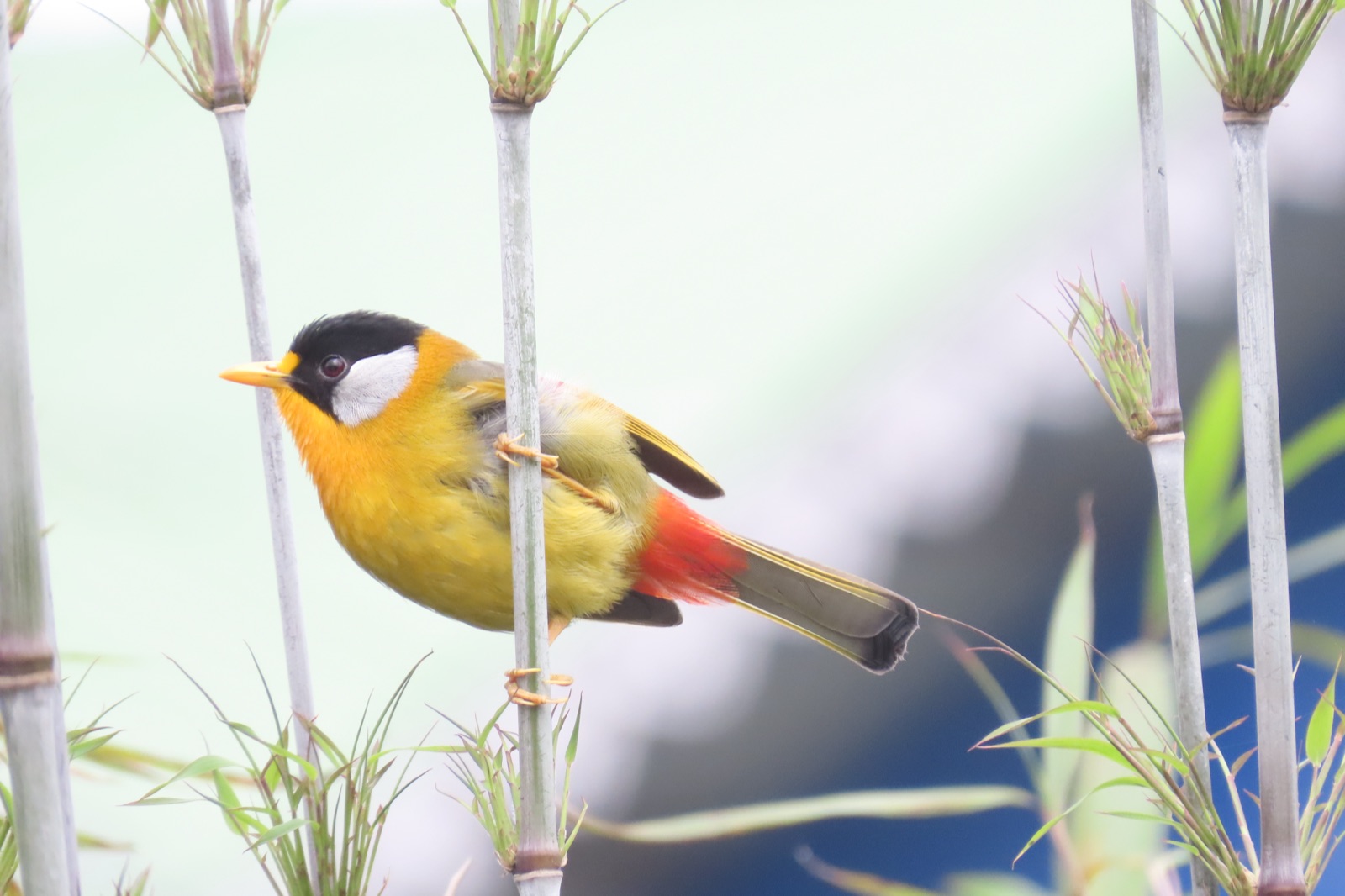 A silver-eared mesia among bamboo stems