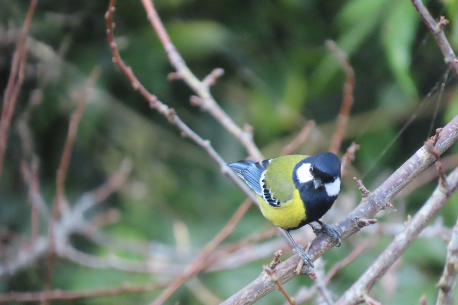 A green-backed tit perched on a bare branch