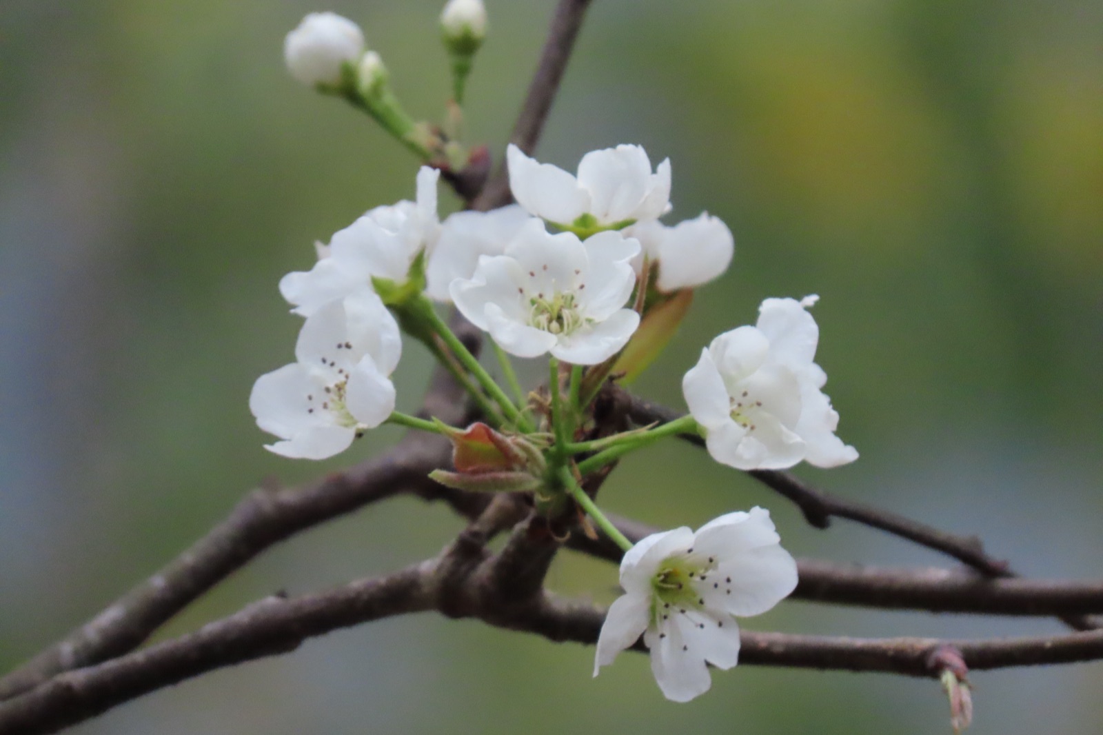 Delicate white blossoms on a slender branch
