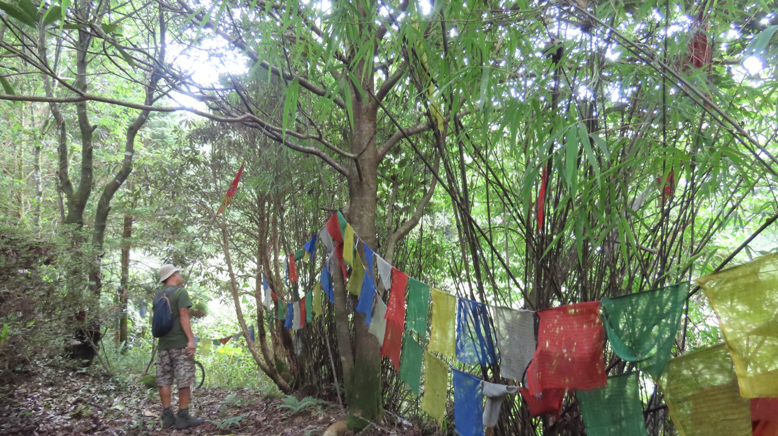 A misty hill forest strung with Tibetan prayer flags, a walker pausing on the trail