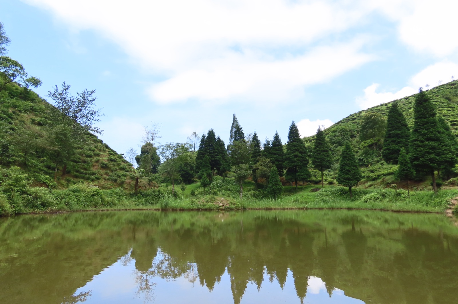 A still mountain pond reflecting conifers and tea-covered slopes in the Darjeeling hills