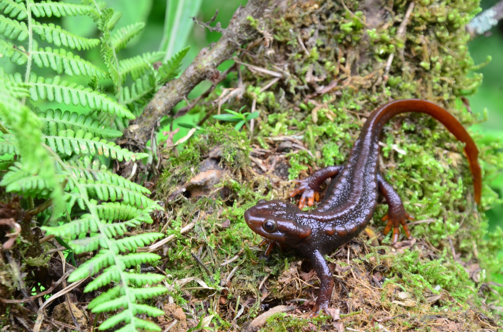 A Himalayan salamander on the mossy forest floor beside a fern
