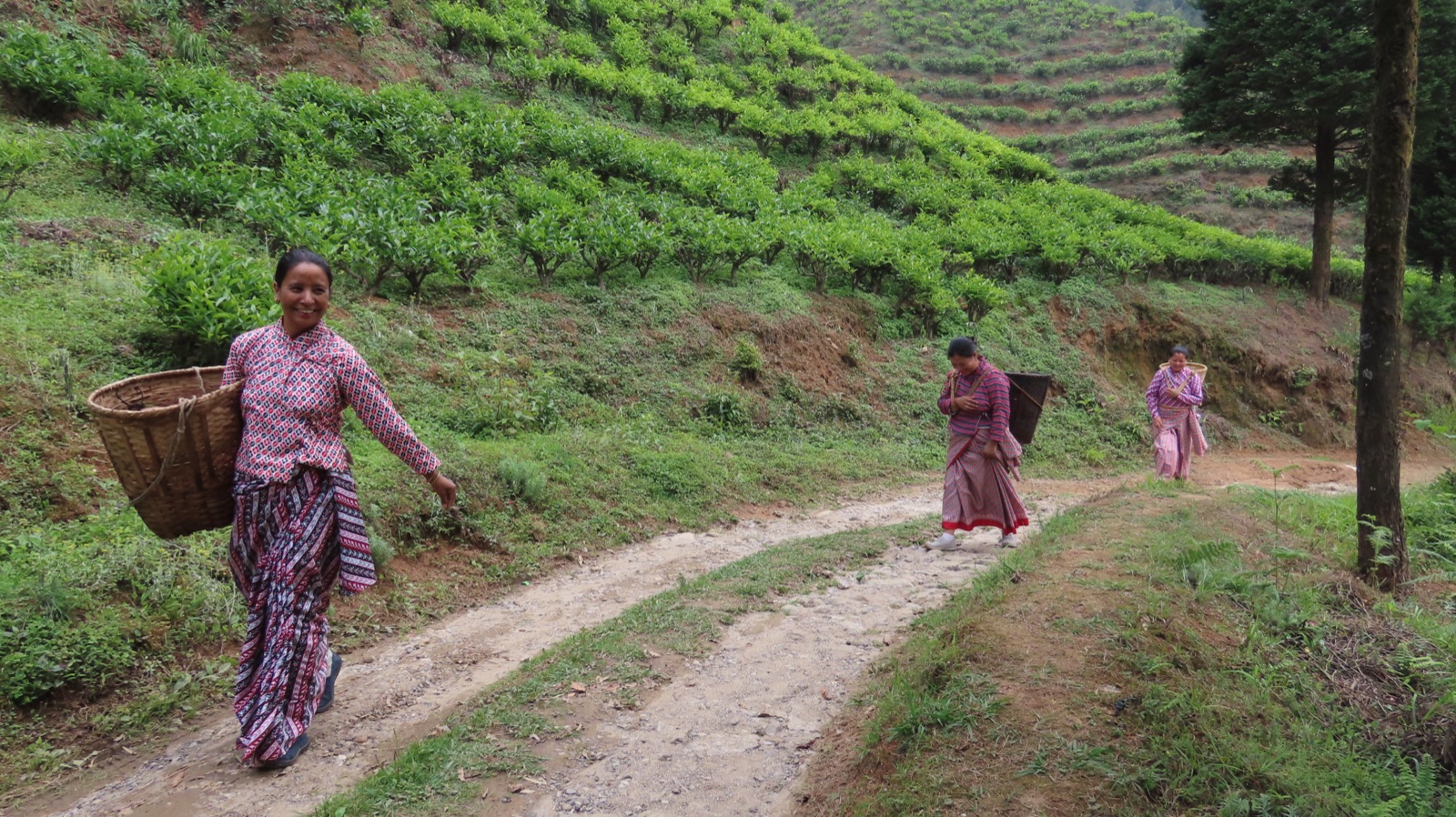 Tea-garden workers carrying baskets along a path through the hillside plantations of Darjeeling