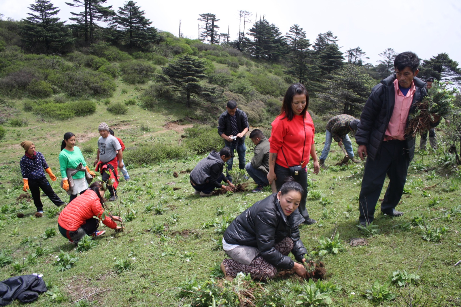 FOSEP members and volunteers planting saplings side by side on a Himalayan hillside