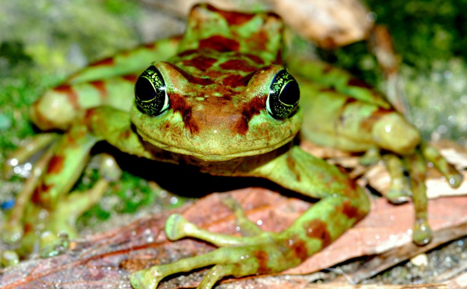 A hill toad camouflaged among leaf litter