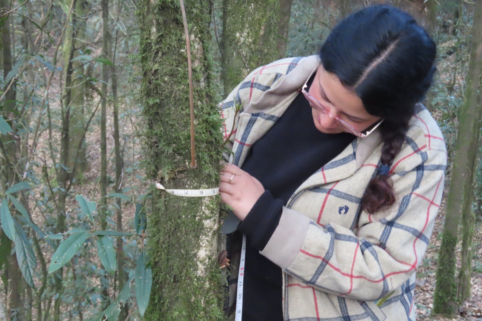 A FOSEP volunteer recording measurements from a forest tree